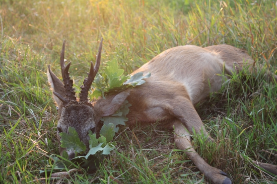 Nerovný osmerák z letošní říje