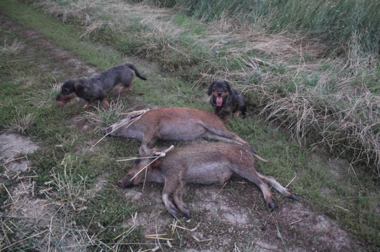 Dvě selata jednou ranou