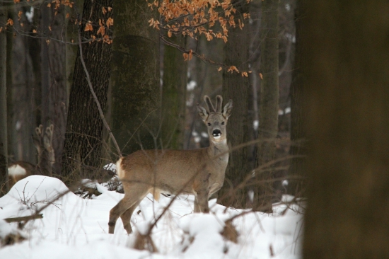 Srnec v zimním lese