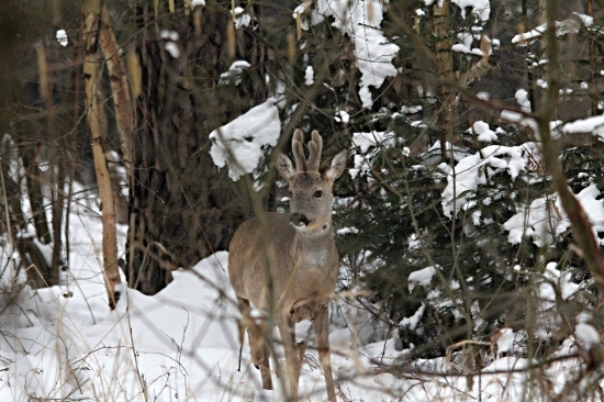 Šesterák v mrazivém ránu.