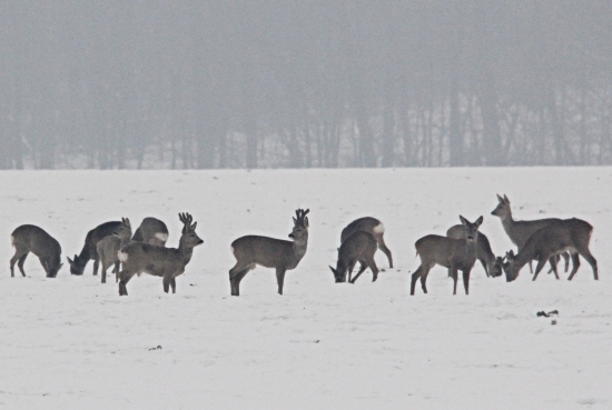 Na řepce v raním oparu.
