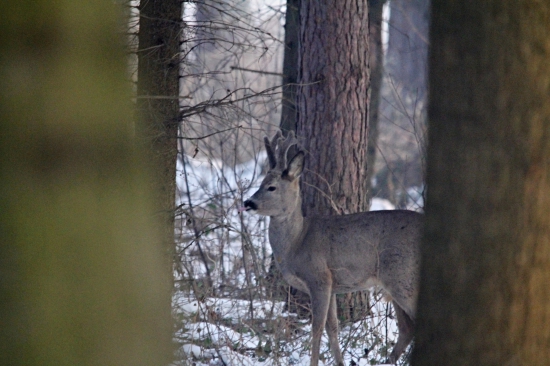 V nejchladnějším ránu letošní zimy -17