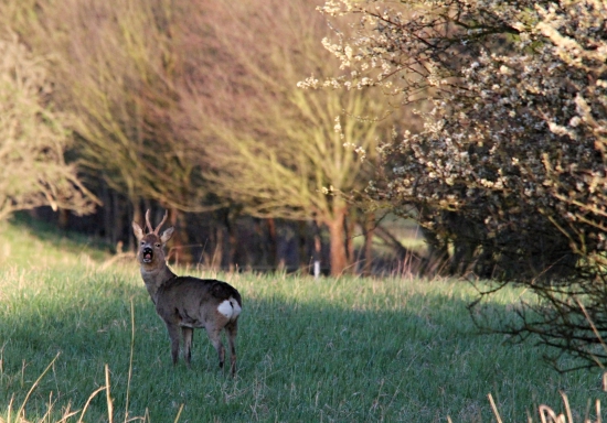 Starý pán mi hrubě vynadal.