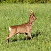 Ve střehu