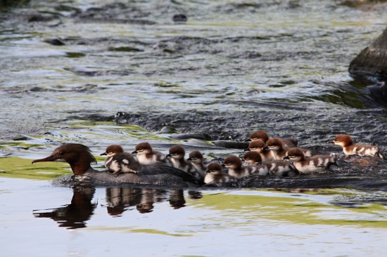 Početná rodinka morčáků velkých