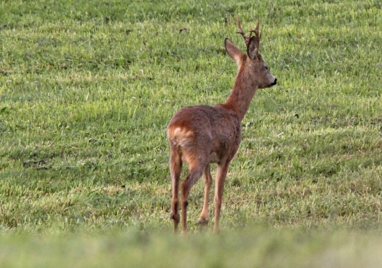 Se zhojenou zlomeninou levého zadního běhu