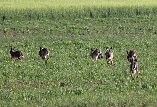 Který bude úspěšný