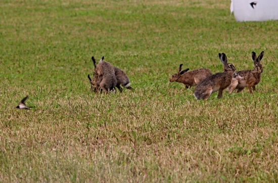 Honcování zajíců je v plném proudu