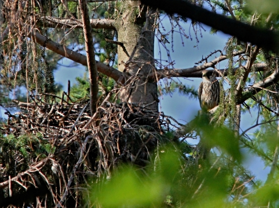 Ostříž lesní u hnízda