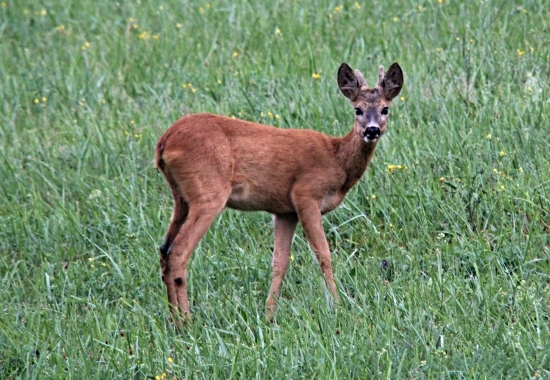 Počkáme až vytluče