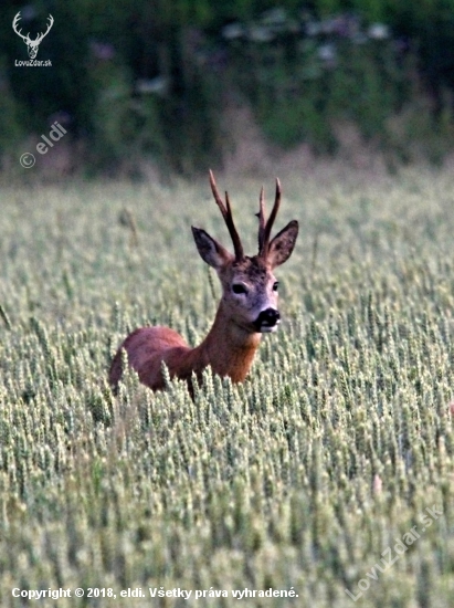 Zajímavý