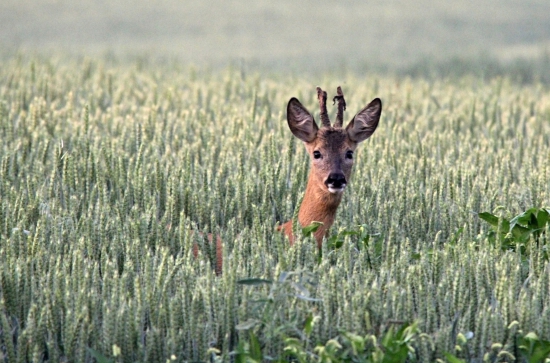 Ještě stále v lýčí