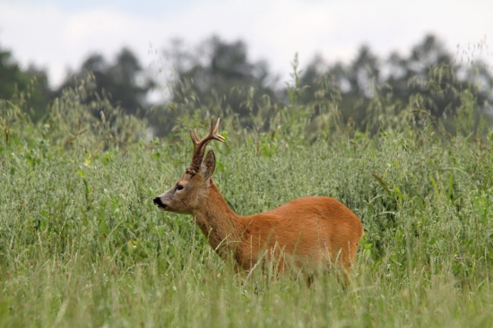 Připraven na říji
