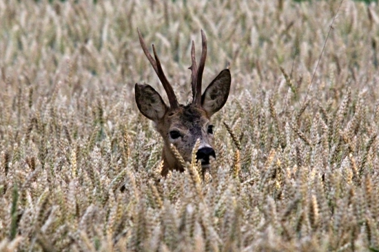 Portrét v zapadajícím slunci