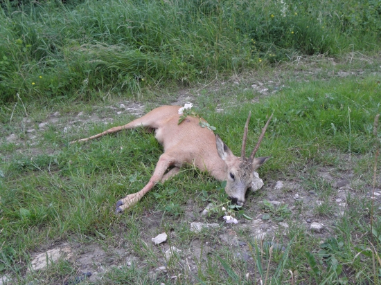Škůdník z  dnešního rána 1
