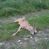Škůdník z  dnešního rána 1