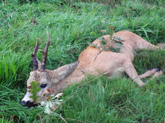 Úlovek z dnešního rána