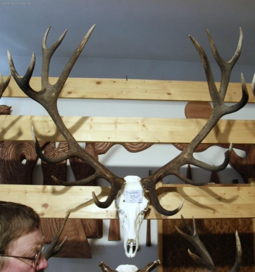 jelen 18 let 209,89 cic