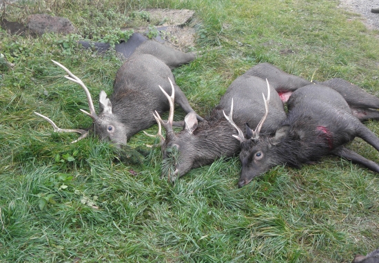 Úlovky z jednoho rána