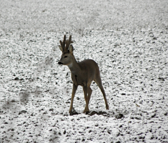 Krasavec z dnešního rána 1