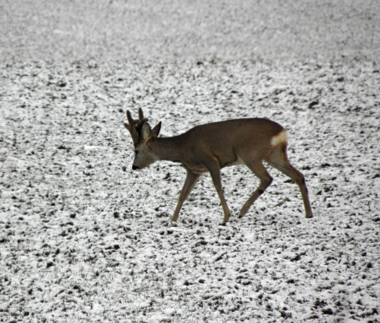 Krasavec z dnešního rána 2