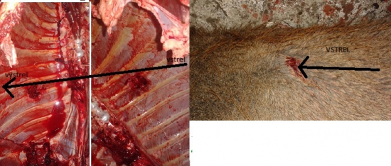 SB 11,7 SPCE 308 WIN