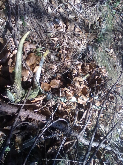 Z lonského roku ale potešil