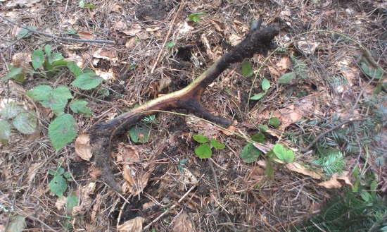 Ešte jedna vykopávka