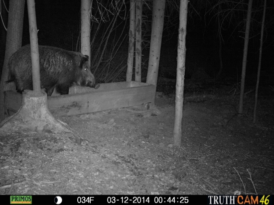 Prasiatko papa ako prasa