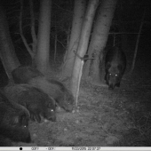 Už chrustajú