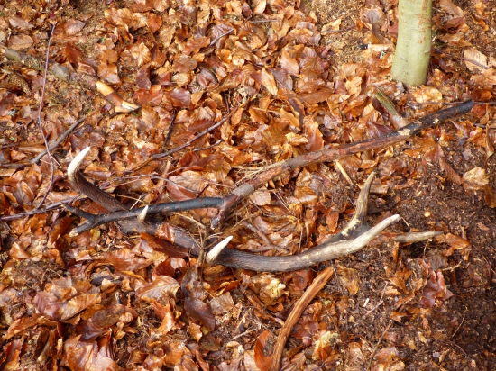 12 toráčik počkal roček