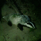 I. Jazvec ID fotky: 289592