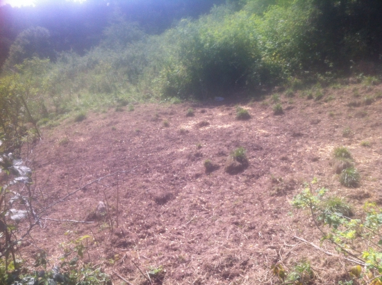 Zákrm pre sus scrofa