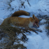 Očko mala len jedno