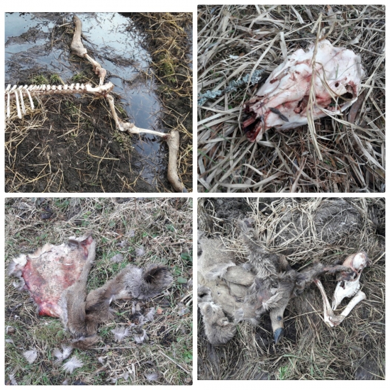 Za jeden deň 2 uhyny