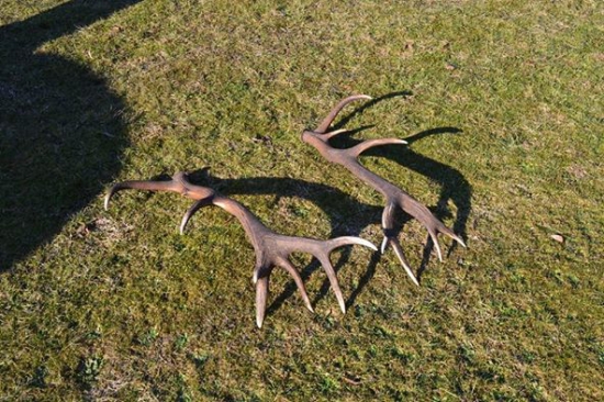 nepravidelny 16 torak 174,63 CIC