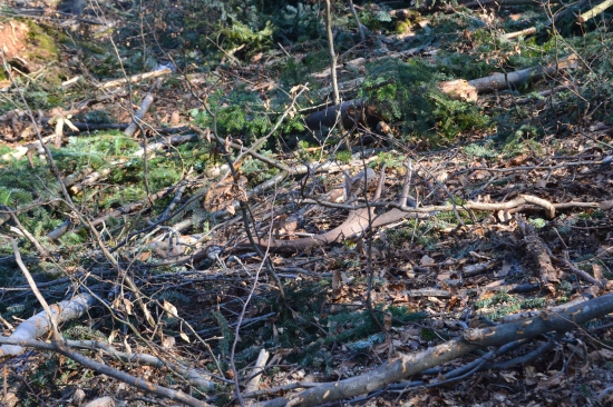 Nezabudnuteľný pohľad