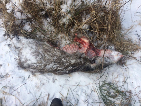 Ďalšia vlčia práca