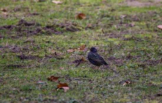 Modro-fialový krásavec