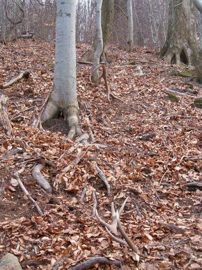 slusne vychovany jelen