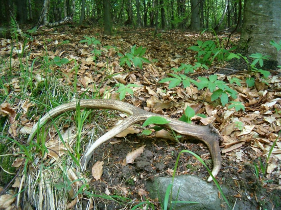 na kraji zabudnutej lesnej cesty