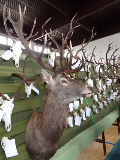 Trofej jelena Povazie