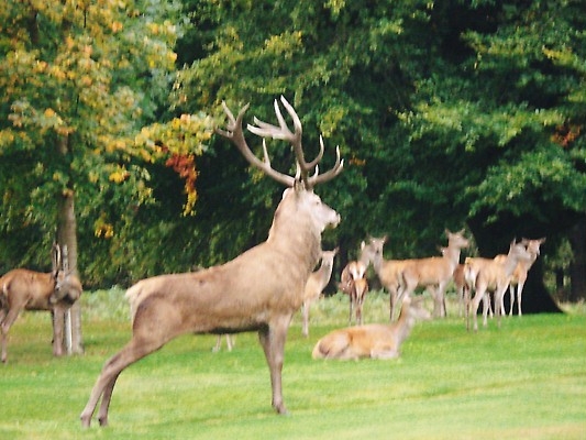 Golfovy hrac ma toho dost