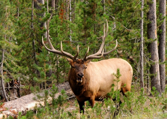 Kamaratov Wapiti