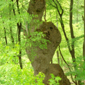 Trojzubec