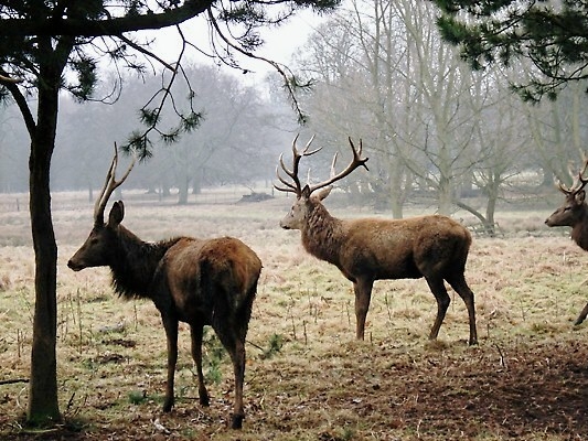 Zeby stary pan spicer?