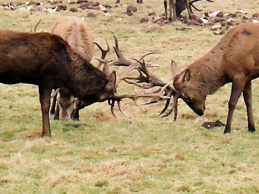mala poticka kvoli repe