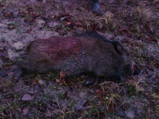 kamaratove zo spolocnej