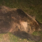 190 kg Medvedica sa stretla s autom.