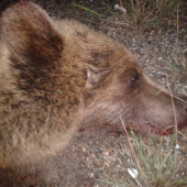 2 Medvedica 90 kg zrazená auto nezastalo.